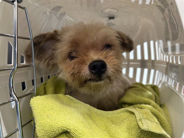Larry - Yorkshire Terrier Yorkie