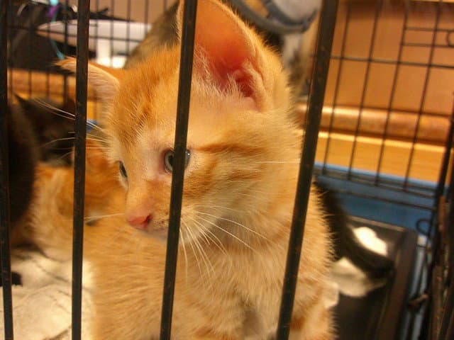 Unknown - Domestic Short Hair