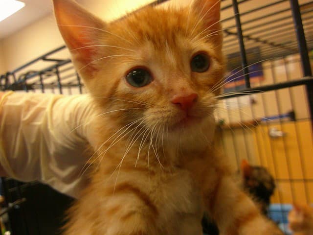 Lion - Domestic Short Hair