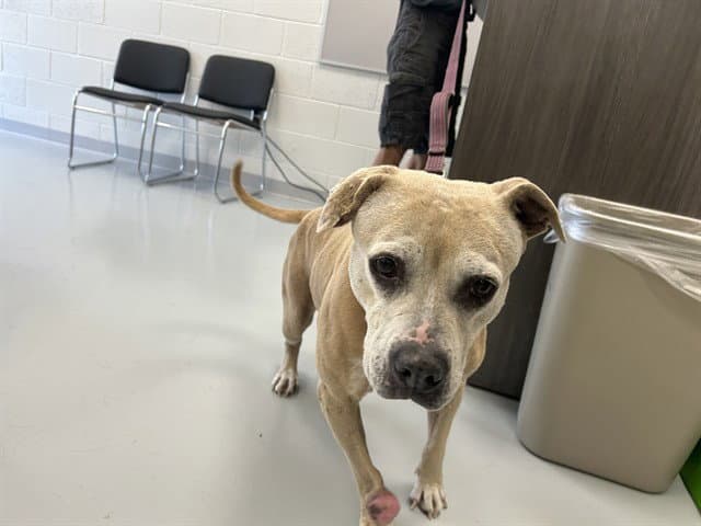 Unknown - American Staffordshire Terrier