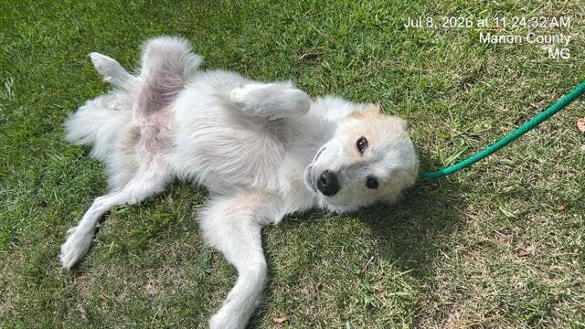 Marley - Great Pyrenees