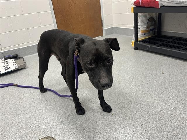 Unknown - American Pit Bull Terrier