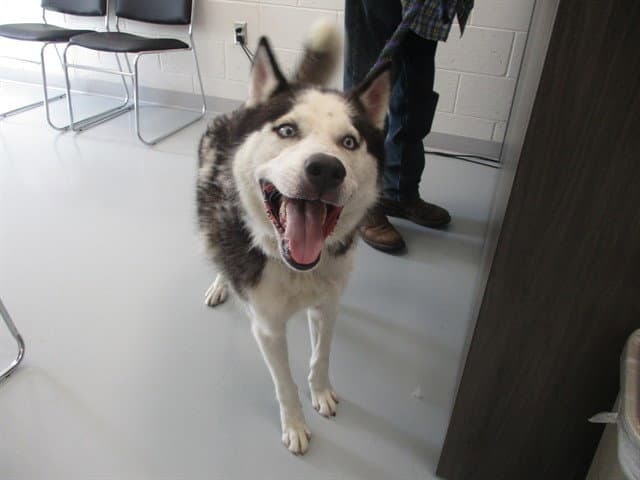 Unknown - Siberian Husky