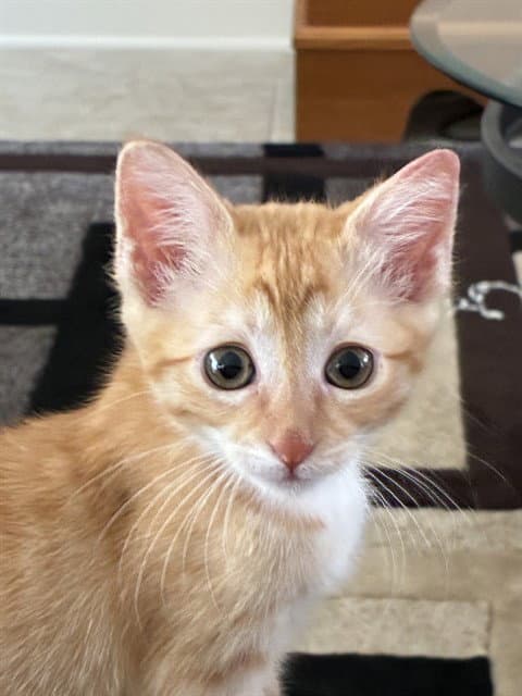 Peachy - Domestic Short Hair