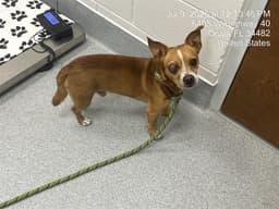 Scout image 1
