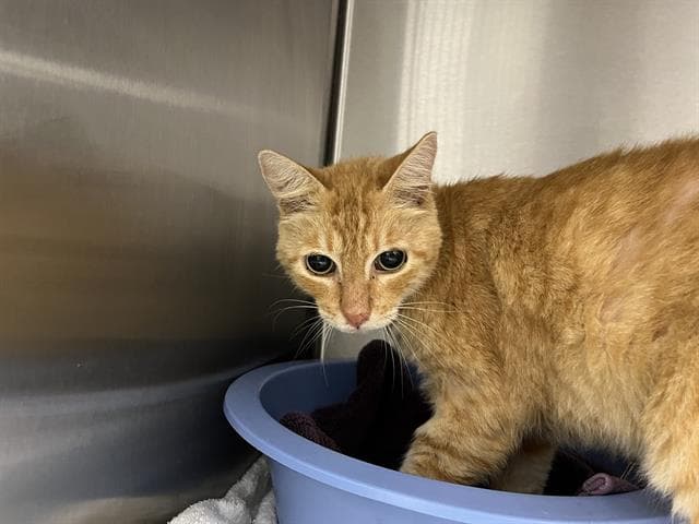 Tom - Domestic Short Hair