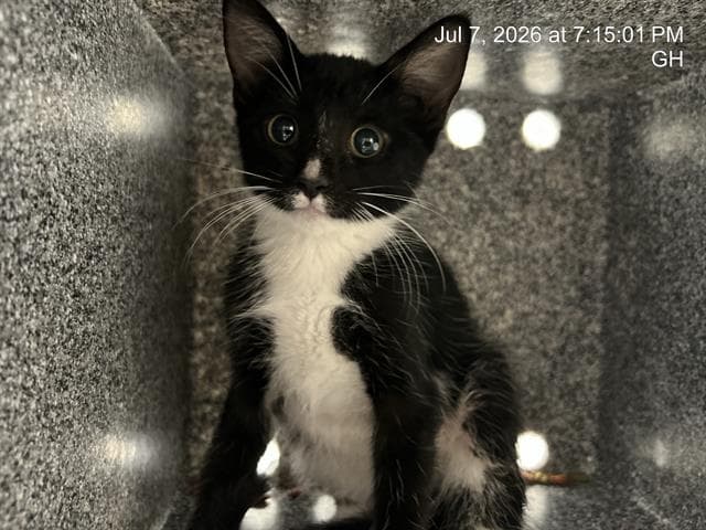 Rain - Domestic Short Hair