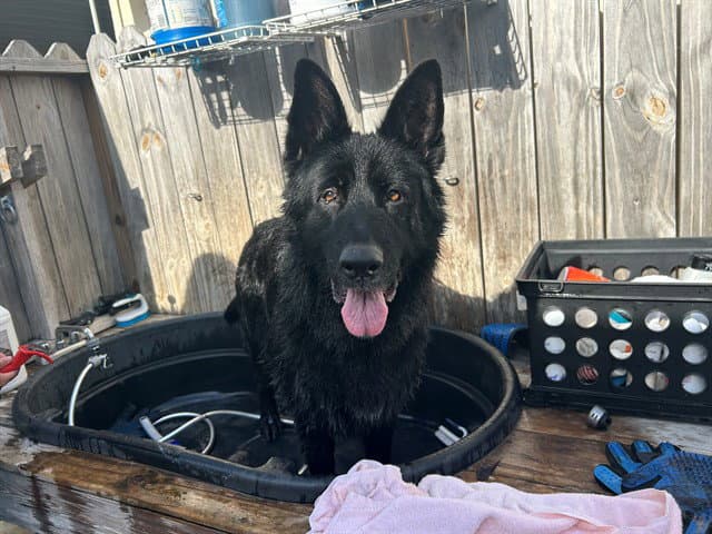 Talia - German Shepherd Dog