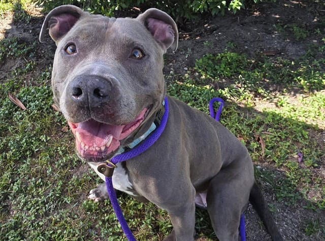 Raven - American Staffordshire Terrier
