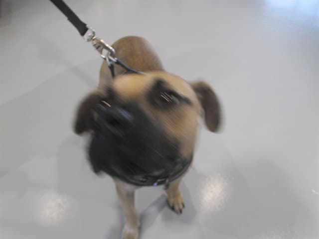 Pacha - Black Mouth Cur