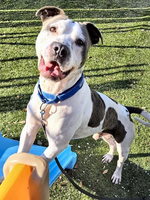 Icey - American Pit Bull Terrier