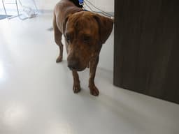 Ruger image 1