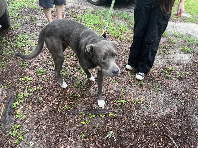 Blue - American Staffordshire Terrier
