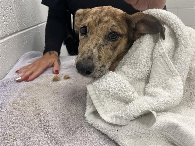 Unknown - Catahoula Leopard Dog