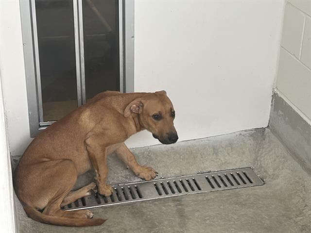 Unknown - Labrador Retriever
