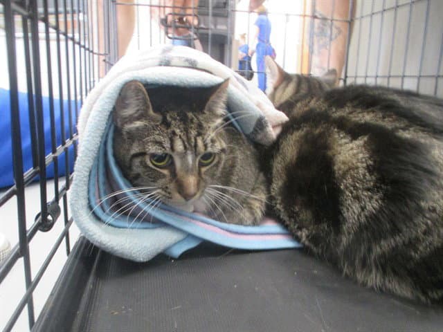 Katana - Domestic Short Hair