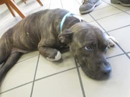 Mazie image 1