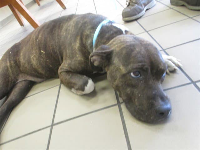 Mazie - American Pit Bull Terrier