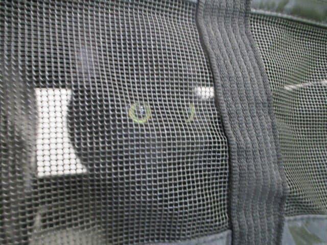 Iris - Domestic Short Hair