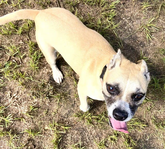 Isabella - American Pit Bull Terrier