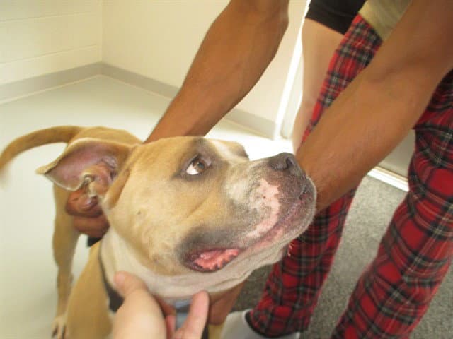 Unknown - American Pit Bull Terrier