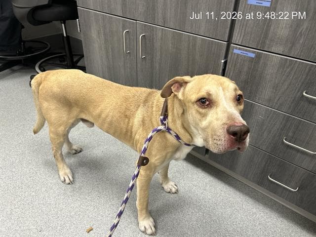 Unknown - American Pit Bull Terrier