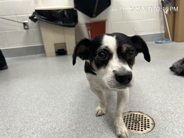 Unknown - Jack Russell Terrier (Parson Russell Terrier)