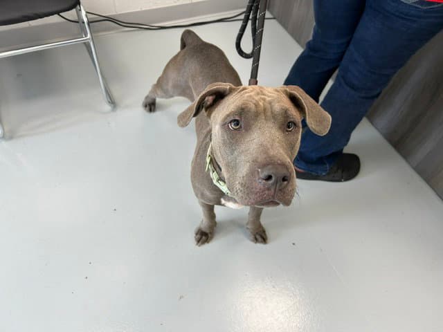 Unknown - American Pit Bull Terrier