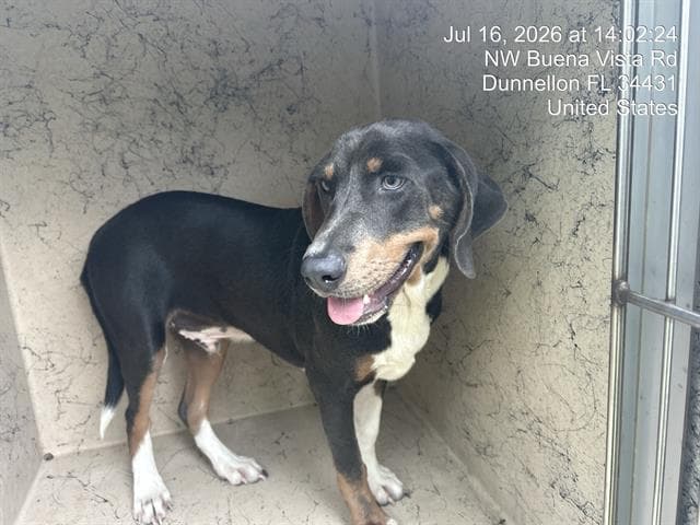 Unknown - Beagle