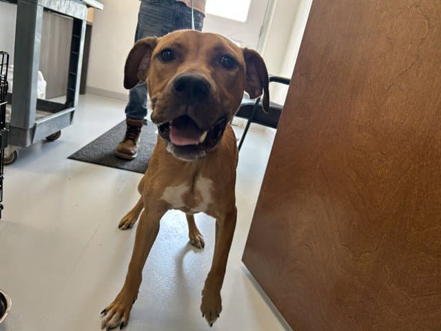 Unknown - American Pit Bull Terrier