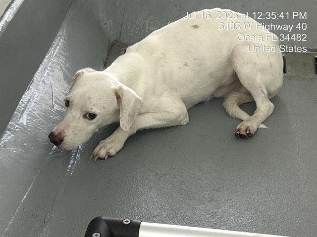 Rocco - Jack Russell Terrier (Parson Russell Terrier)