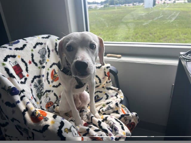 Rocco - Jack Russell Terrier (Parson Russell Terrier)