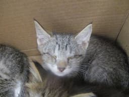 Blaire image 1