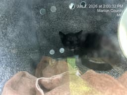 Midnight image 1