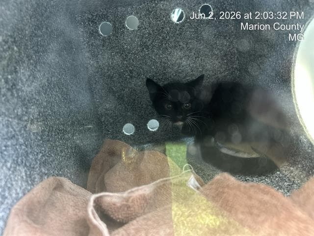 Midnight - Domestic Short Hair