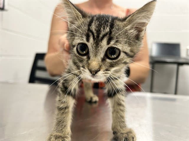 Darla - Domestic Short Hair