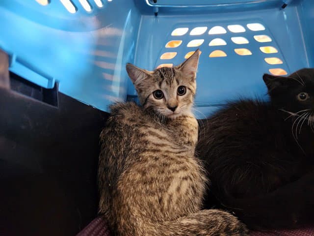 Phoebe - Domestic Short Hair