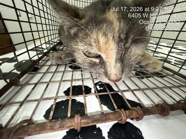 Unknown - Domestic Short Hair