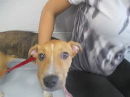 Dutchess image 1