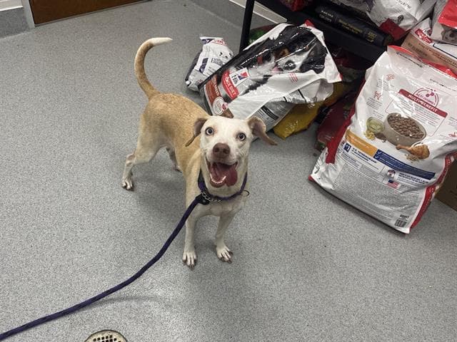 Smiley - Labrador Retriever