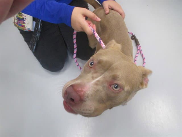 Unknown - American Pit Bull Terrier