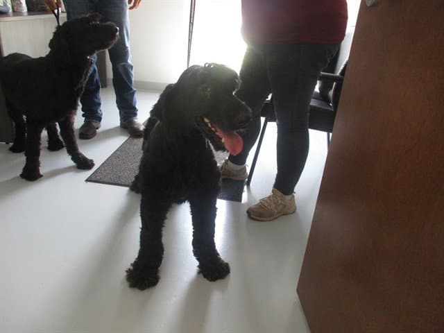 Lilith - Giant Schnauzer