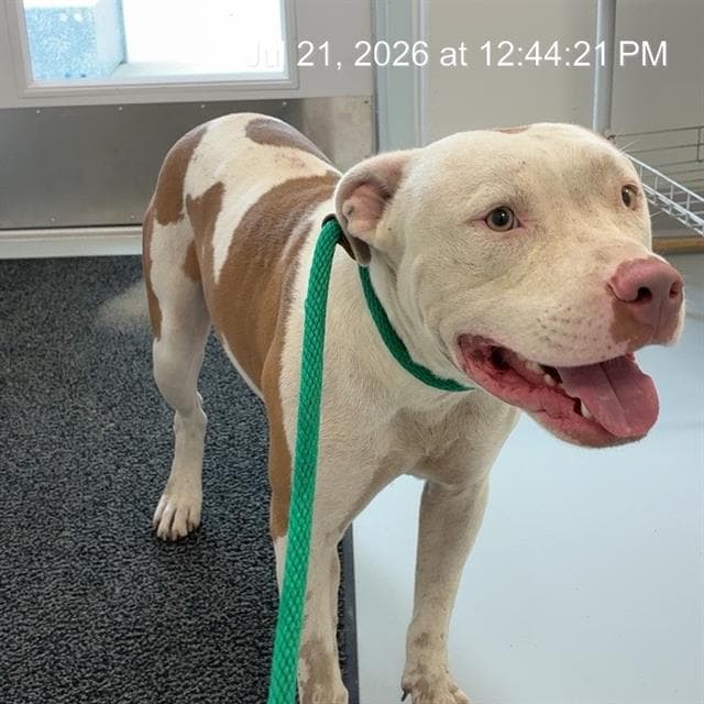 Titan - American Pit Bull Terrier