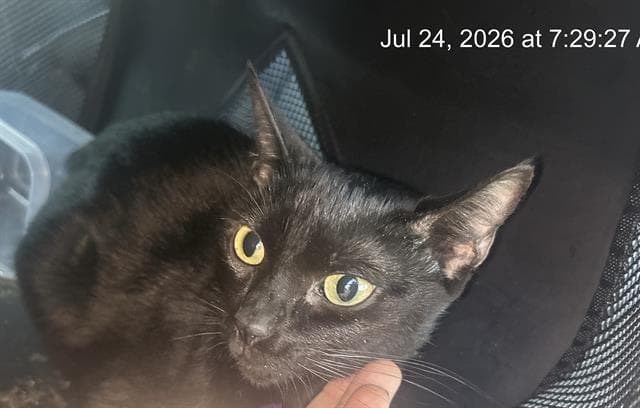 Paris - Domestic Short Hair