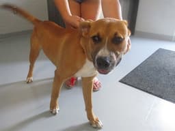 Lennex image 1