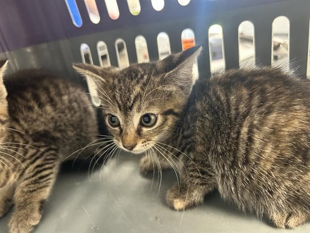 Milo - Domestic Short Hair