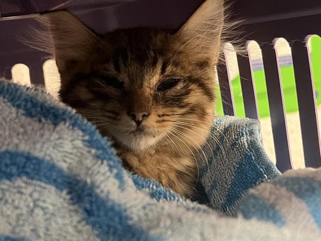 Unknown - Domestic Medium Hair