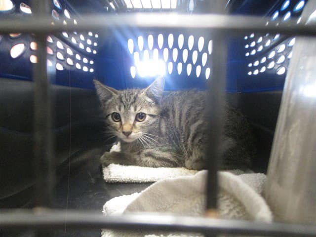 Unknown - Domestic Short Hair
