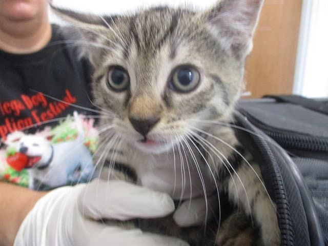 Bengal