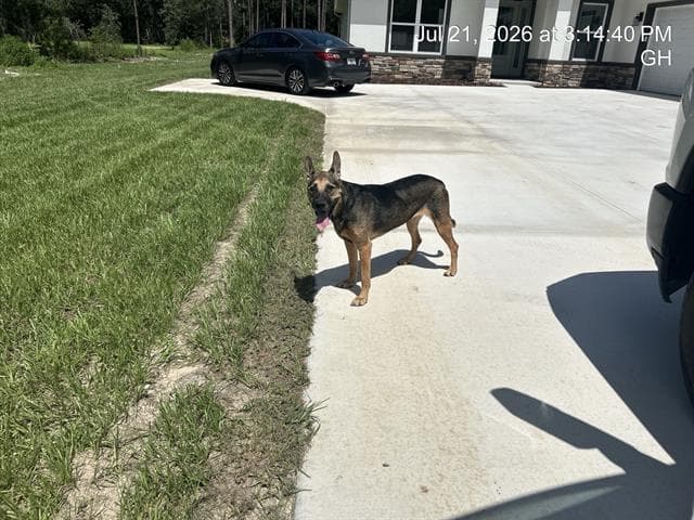 Unknown - German Shepherd Dog